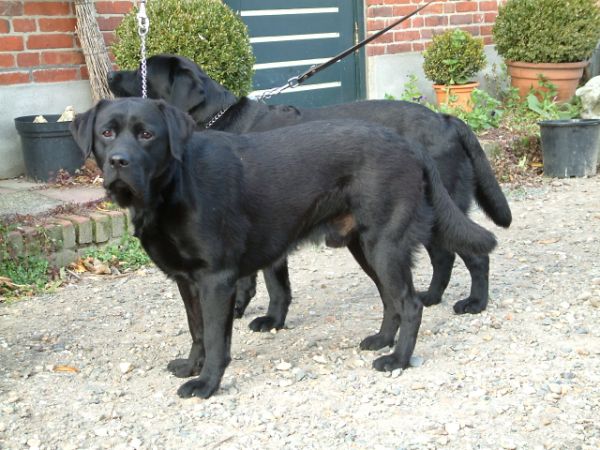 12409316502-large-broers-lizzy-fa-bakker-004 12409316502-large-broers-lizzy-fa-bakker-004