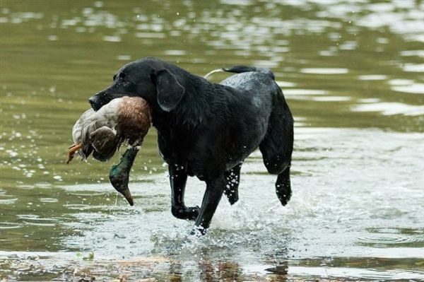 Home 12409325334-large-jewel-biddinghuizen-5