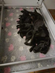 dual taicey met haar pups