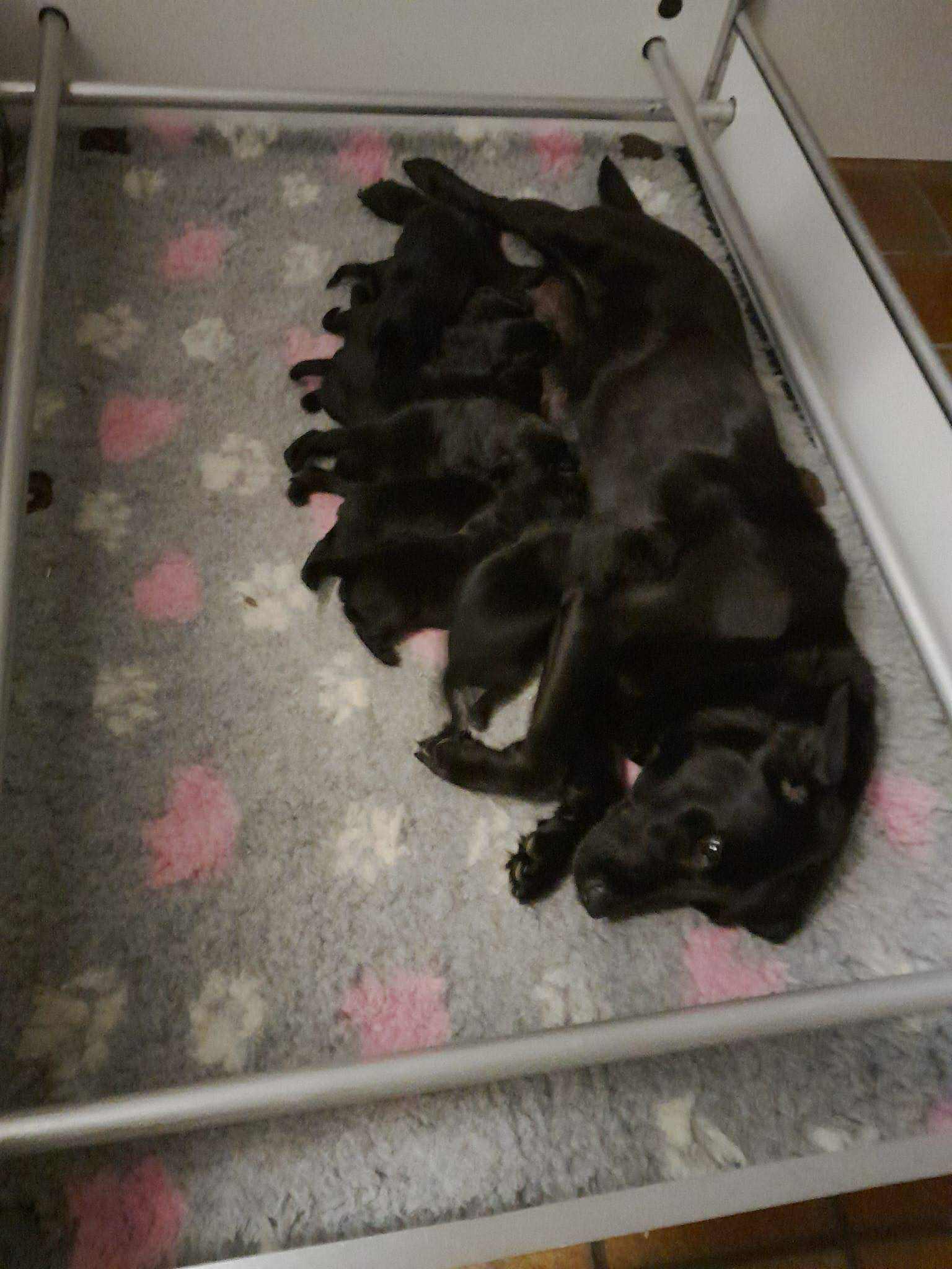 dual taicey met haar pups