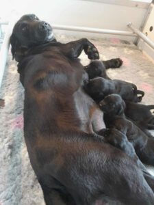 dual taicey met pups