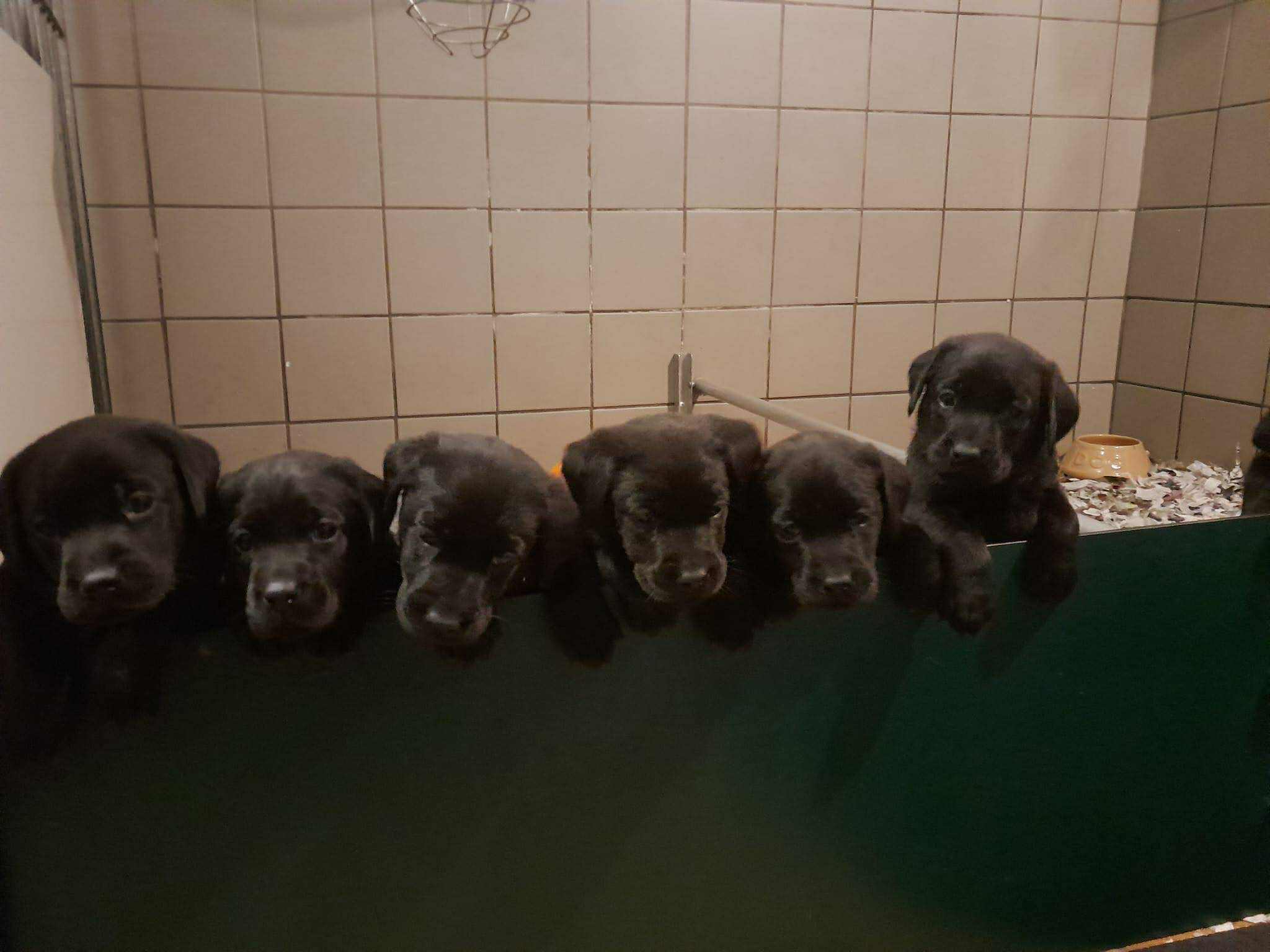 overzichtsfoto pups 2