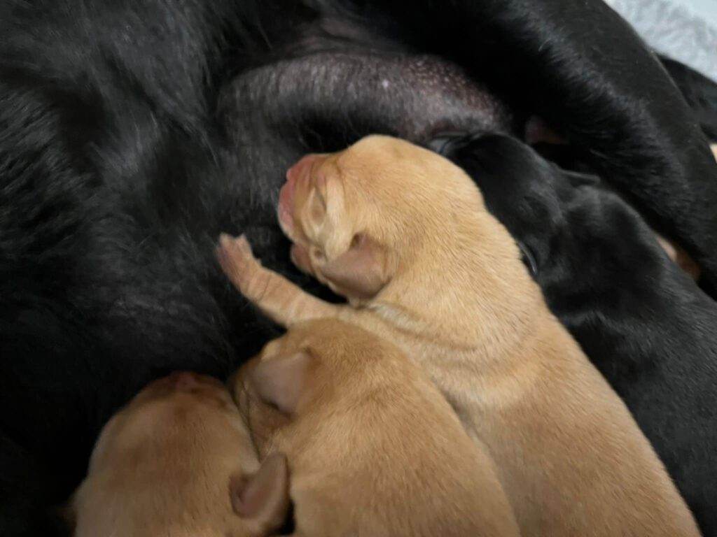 gele drinkende puppies