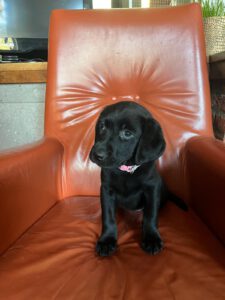 evie x vadim nestje pup