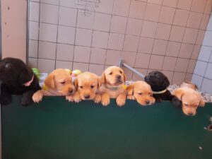 Nestje 28-2 Vadim Fair