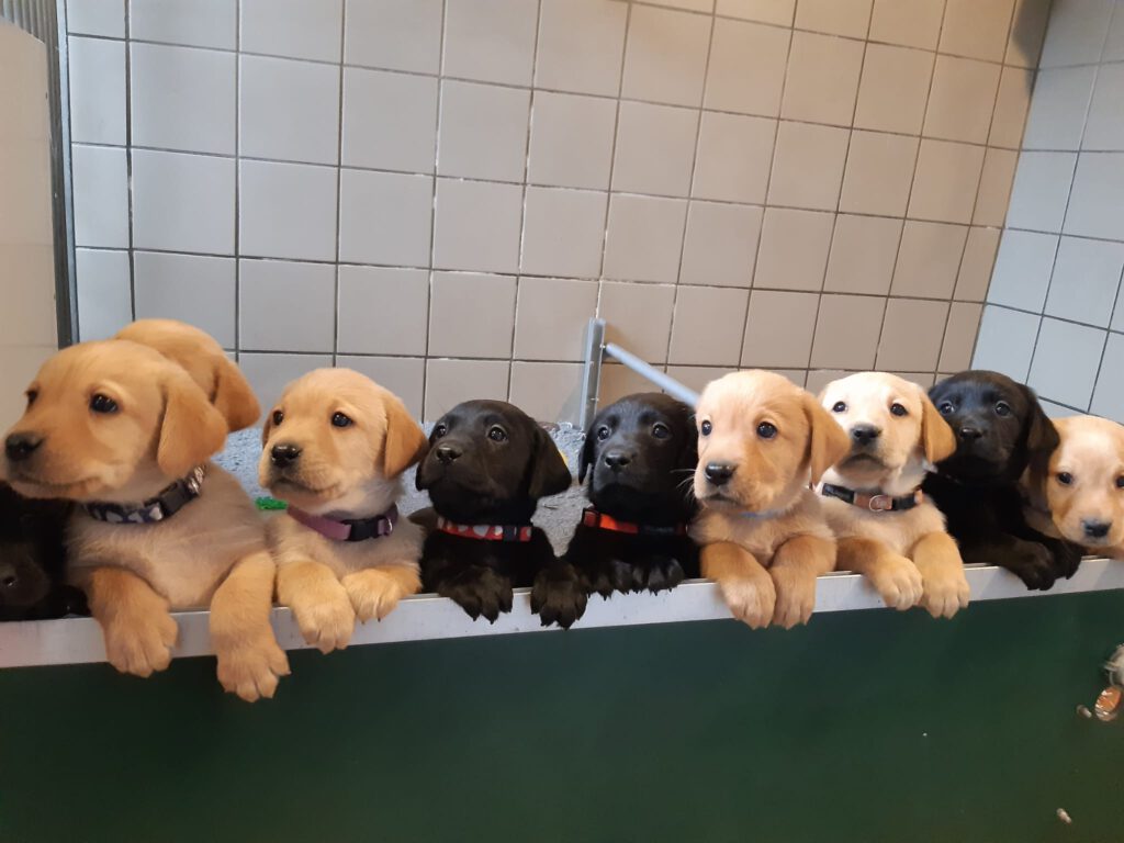 labrador-pups Puppies-hooydamhoeve